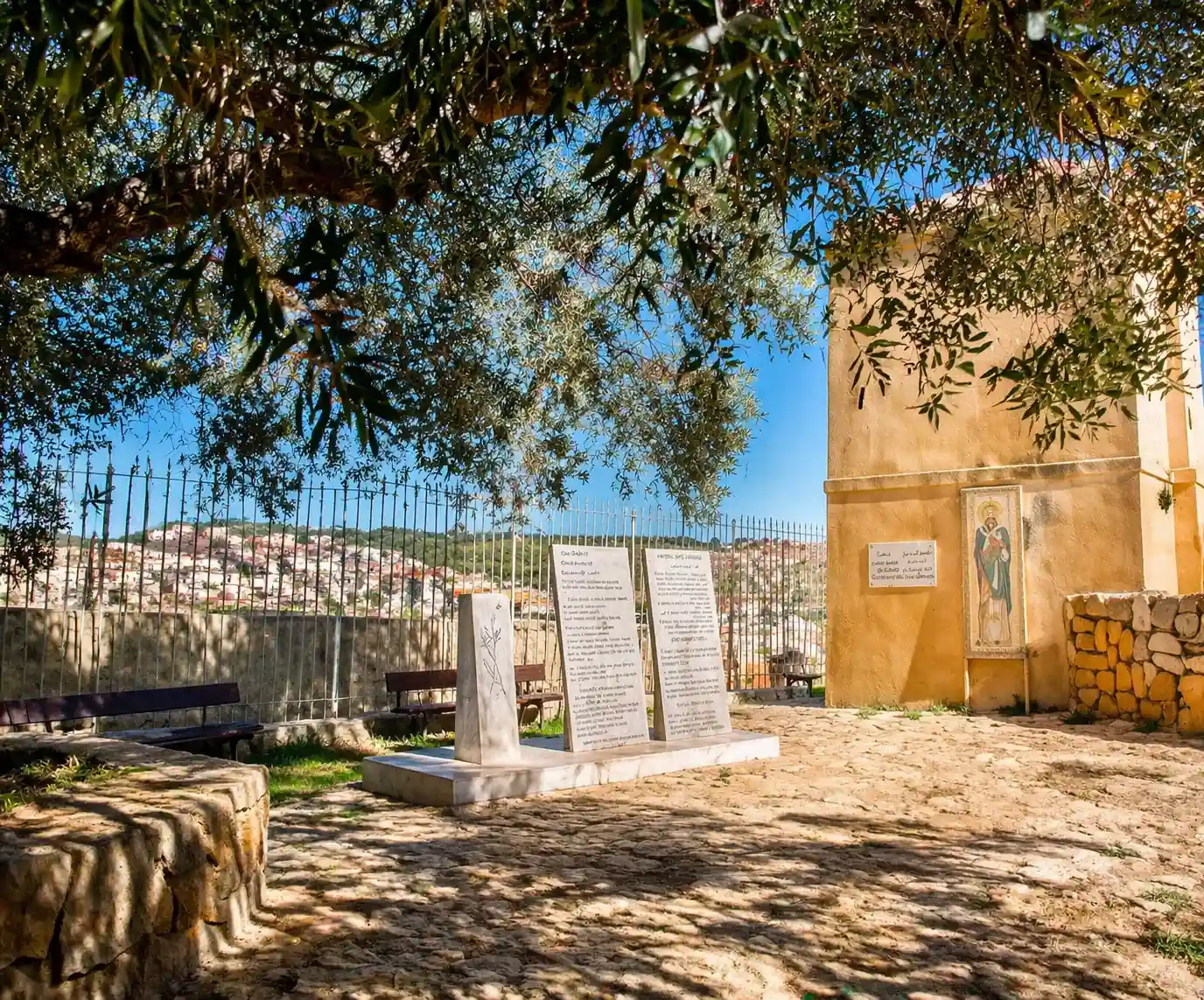 Ancient olive tree linked to Saint Augustine heritage in Souk Ahras